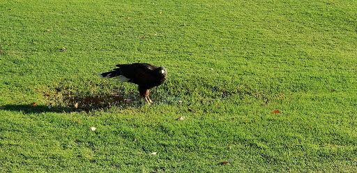 Golf Club «Bellair Golf Club», reviews and photos, 17233 N 45th Ave, Glendale, AZ 85308, USA