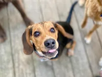 Heads or Tails Pet Care - Car repair in Charlotte, NC, Charlotte - Rated 5.0/5