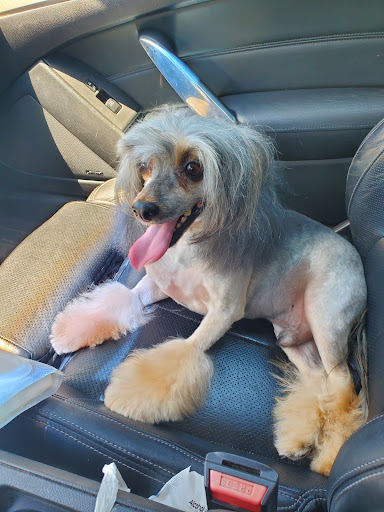 Pet Store «Oak Clips Pet Boutique & Grooming», reviews and photos, 502 N Edgefield Ave, Dallas, TX 75208, USA