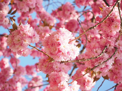 The Cherry Blossom Method