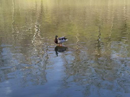 Park «Burnet Woods», reviews and photos, 3251 Brookline Ave, Cincinnati, OH 45220, USA