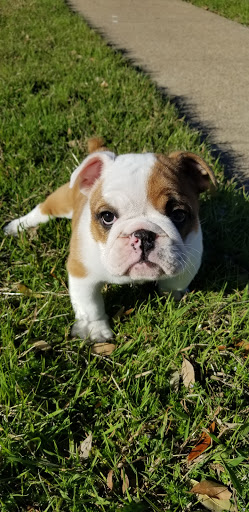 Pet Supply Store «Pet Supplies Plus», reviews and photos, 1031 Northwest Hwy, Garland, TX 75041, USA