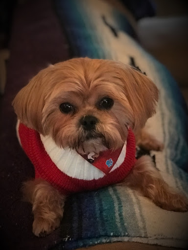 Pet Groomer «A Klassy Lassie, LLC», reviews and photos, 30 Old Jackson Rd, McDonough, GA 30252, USA