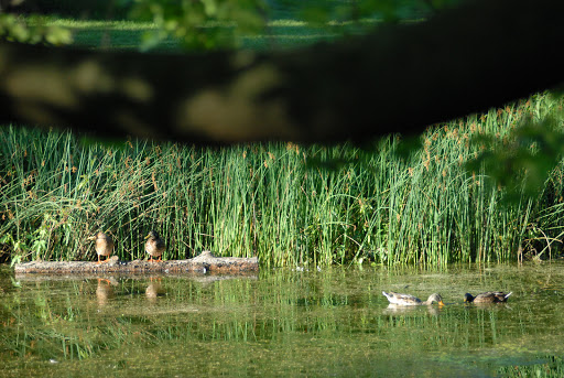 Museum «Brucemore», reviews and photos, 2160 Linden Dr SE, Cedar Rapids, IA 52403, USA