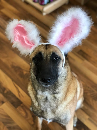 Pet Supply Store «Top Dogs Pet Boutique», reviews and photos, 900 Mansell Rd #13, Roswell, GA 30076, USA