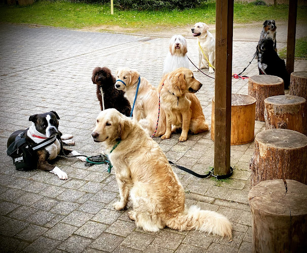 Beoordelingen van SOS-for-DOGS in Andenne - Hondentrainer