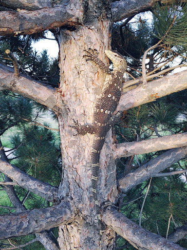 Park «Pring Ranch Park», reviews and photos, 5264 Prairie Grass Ln, Colorado Springs, CO 80922, USA