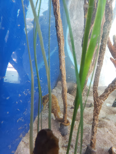Aquarium «Florida Keys Aquarium Encounters», reviews and photos, 11710 Overseas Hwy, Marathon, FL 33050, USA