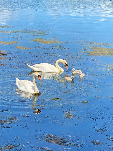 Clarks Pond