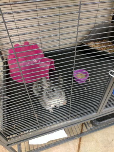 Pet Supply Store «Pet Supplies Plus», reviews and photos, 4250 N Alafaya Trail #240, Oviedo, FL 32765, USA