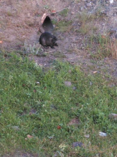 Department Store «BI-MART», reviews and photos, 110 E 6th Ave, Junction City, OR 97448, USA