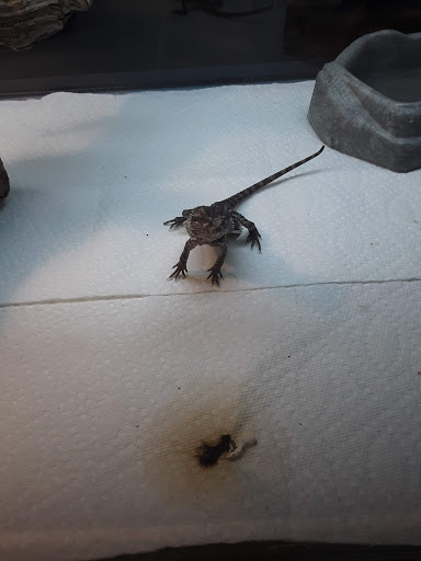 Pet Store «The Pet Zone», reviews and photos, 20 W Oak St, Pittston, PA 18640, USA