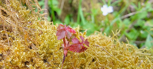 Tourist Attraction «Dalby Water Wheel», reviews and photos, 6940 WA-106, Union, WA 98592, USA
