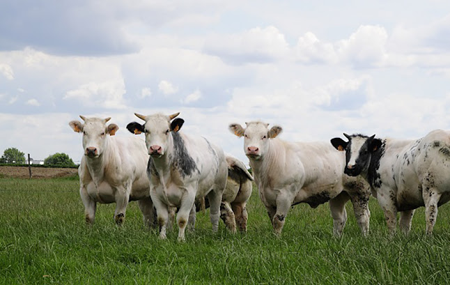 Beoordelingen van Wit-Blauw Vleesbedrijf (Piet Vandermersch) in Roeselare - Slagerij