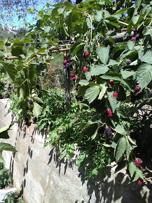 Photos des visiteurs Bed & Breakfast Bed and Breakfast Villa Ursa Major 80069 Vico Equense