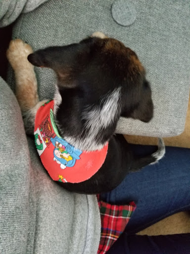 Pet Supply Store «Petco Animal Supplies», reviews and photos, 9645 Skokie Blvd, Skokie, IL 60077, USA