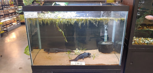 Pet Store «Tye-Dyed Iguana - Reptiles», reviews and photos, 1905 W U.S. 50, Fairview Heights, IL 62208, USA