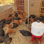 Photo n° 7 de l'avis de Édouard.a fait le 01/10/2023 à 22:04 pour Foire Beaucroissant à Beaucroissant