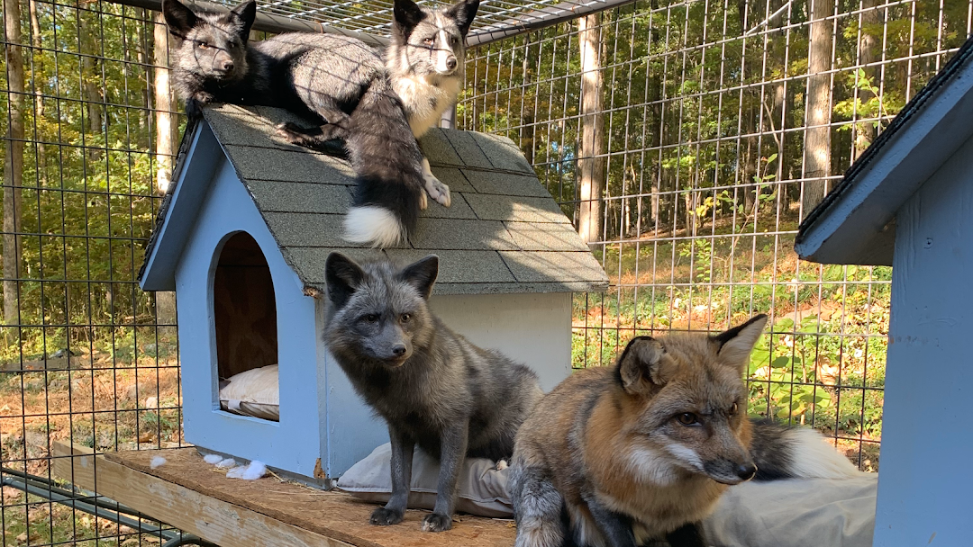 Foxes Journey Sanctuary