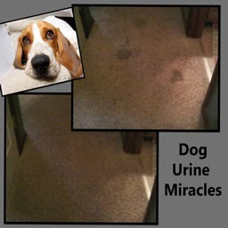 Carpet Cleaning Service «B & R Chem-Dry», reviews and photos, 3927 13615 S, Riverton, UT 84065, USA