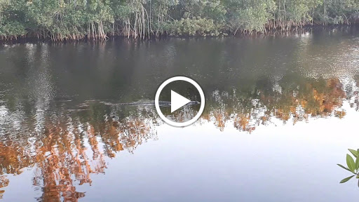 Visitor Center «Big Cypress Swamp Welcome Center», reviews and photos