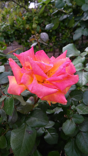 Banquet Hall «Lawlor Events Center», reviews and photos, 1664 N Virginia St, Reno, NV 89557, USA