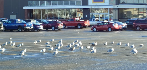 Pet Supply Store «Petco Animal Supplies», reviews and photos, 1309 W Main Rd, Middletown, RI 02842, USA