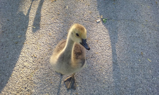 Amusement Park «Bay Beach Amusement Park», reviews and photos, 1313 Bay Beach Rd, Green Bay, WI 54302, USA