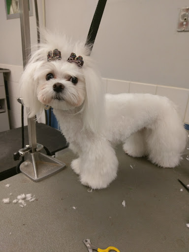 Pet Supply Store «Petco Animal Supplies», reviews and photos, 4012 W 27th Ave, Kennewick, WA 99337, USA