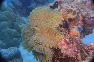 Laidenki Diving and Tours image