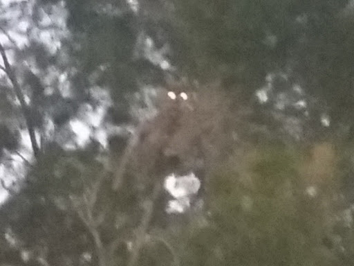 Park «Pierce Park», reviews and photos, 2150 N 46th St, Phoenix, AZ 85008, USA