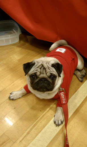 Insurance Agency «David Steinman - State Farm Insurance Agent», reviews and photos