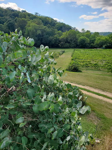 Winery «Falconer Vineyards», reviews and photos, 3572 Old Tyler Rd, Red Wing, MN 55066, USA