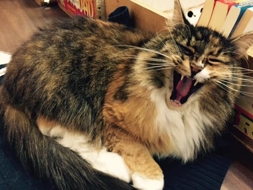 Used Book Store «The Corvallis Book Bin», reviews and photos, 215 SW 4th St, Corvallis, OR 97333, USA