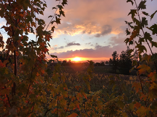 Vineyard «Archer Vineyard, Winery & Tasting Room», reviews and photos, 32230 NE Old Parrett Mountain Rd, Newberg, OR 97132, USA