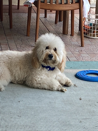 Pet Supply Store «PetSmart», reviews and photos, 300 N Congress Ave, Lake Park, FL 33403, USA