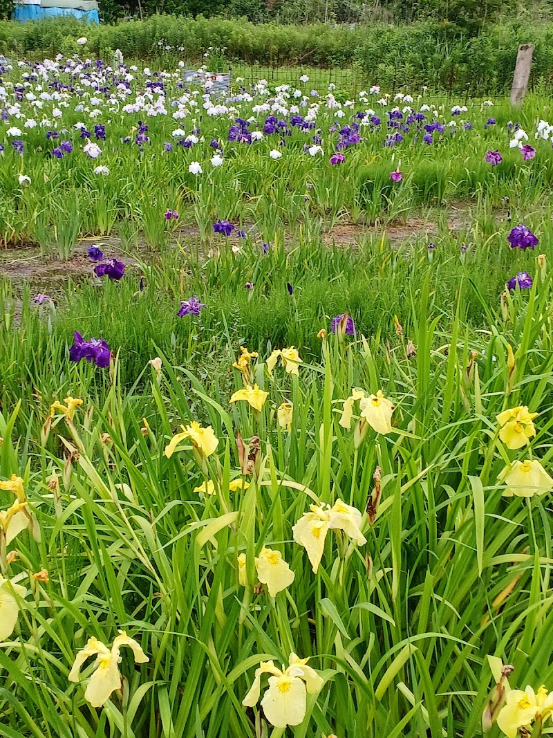 寺戸菖蒲園