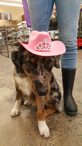 Pet Supply Store «Pet Food Express», reviews and photos, 2531 Fair Oaks Blvd, Sacramento, CA 95825, USA