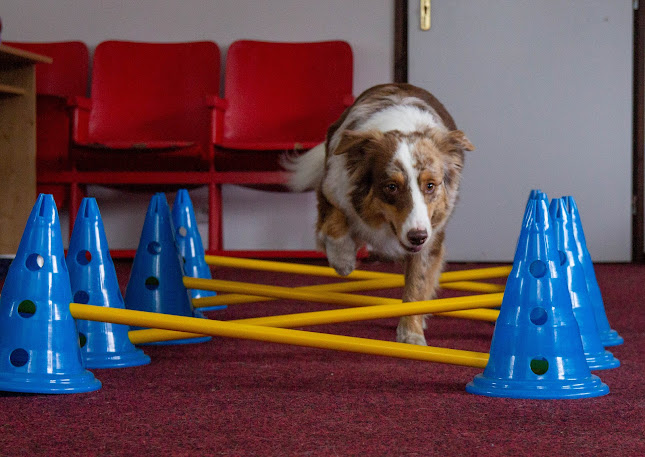 Hundephysio ACTIVE PRO