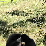 Photo n° 8 de l'avis de Fab. fait le 05/07/2023 à 18:31 pour Bioparc de Doué-la-Fontaine à Doué-la-Fontaine