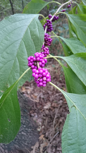 Nature Preserve «Elm Fork Nature Preserve Trail Entrance», reviews and photos, 2335 Sandy Lake Rd, Carrollton, TX 75006, USA