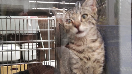 Pet Store «PetSmart», reviews and photos, 1671 S Interstate Hwy 35 #200, New Braunfels, TX 78130, USA