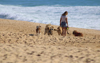 Traveling Vegan Pet Sitter - Photo 1 - Car repair in , West Palm Beach