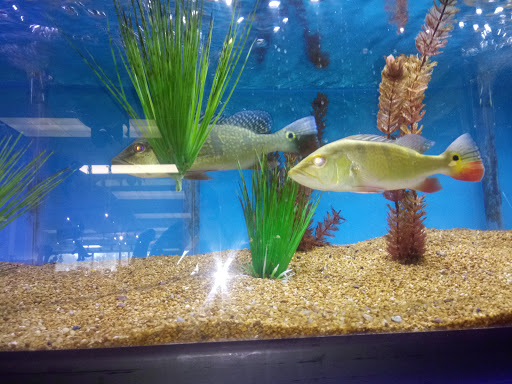 Pet Store «Ark Pet Shop», reviews and photos, 2400 W Lincoln Hwy, Merrillville, IN 46410, USA