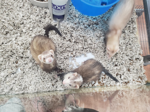 Pet Supply Store «Pet Supermarket, Inc.», reviews and photos, 3911 Lemmon Ave, Dallas, TX 75219, USA