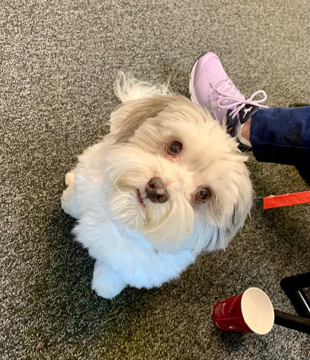 Ford Dealer «Maplecrest Ford of Mendham», reviews and photos, 102 E Main St, Mendham, NJ 07945, USA