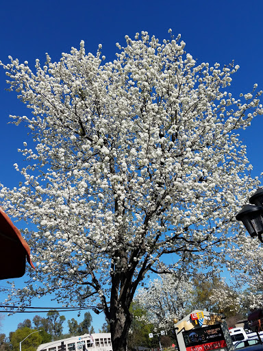 Shopping Mall «Lyon Village Shopping Center», reviews and photos, 2580 Fair Oaks Blvd, Sacramento, CA 95825, USA