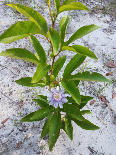 Nature Preserve «Green Swamp Wilderness Preserve», reviews and photos, 28057 FL-471, Webster, FL 33597, USA