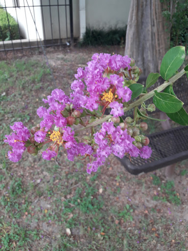 Historical Landmark «Old Alabama Town», reviews and photos, 301 Columbus St, Montgomery, AL 36104, USA