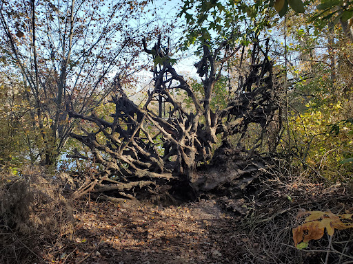 State Park «Parvin State Park», reviews and photos, 701 Almond Rd, Pittsgrove Township, NJ 08318, USA